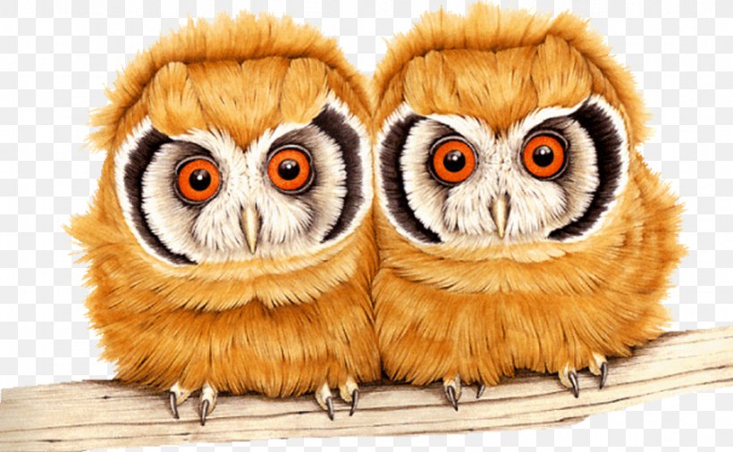 Tawny Owl Image GIF Bird, PNG, 926x572px, Owl, Animal, Animation, Beak, Bird Download Free