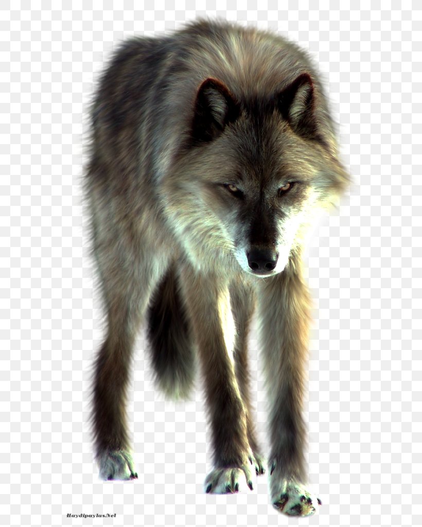 Wolf Clip Art Desktop Wallpaper Image, PNG, 614x1024px, Wolf, Canidae, Canis Lupus Tundrarum, Carnivoran, Dog Like Mammal Download Free