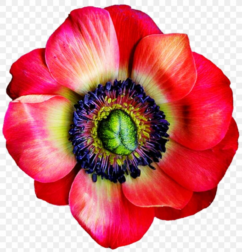 Cut Flowers Anemone Petal Annual Plant, PNG, 876x912px, Flower, Anemone, Annual Plant, Closeup, Cut Flowers Download Free