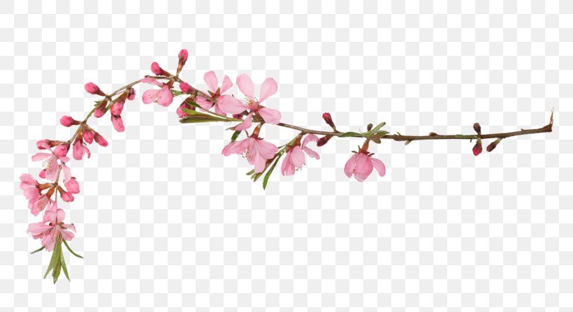 Cherry Blossom Spring Clip Art, PNG, 800x447px, Blossom, Branch, Cherry, Cherry Blossom, Floral Design Download Free