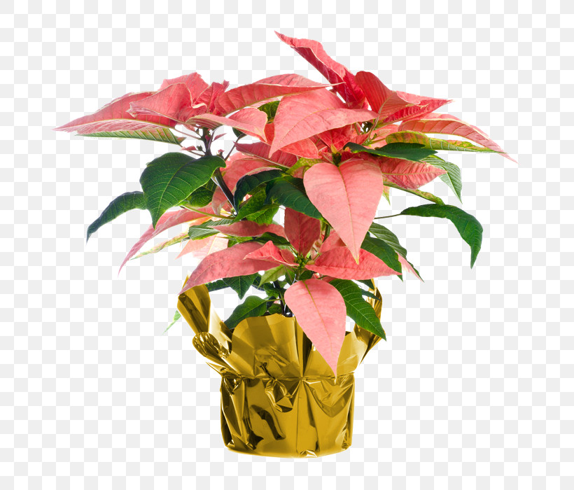 Christmas Day, PNG, 700x700px, Poinsettia, Biplants, Christmas Day, Christmas Eve, Christmas Plants Download Free