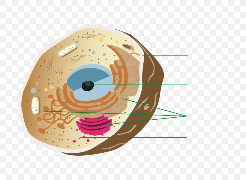 Circle Eye, PNG, 700x600px, Eye, Cytoplasm, Directory, Head, Initial Coin Offering Download Free