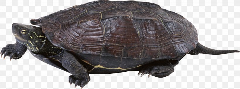 Common Snapping Turtle Box Turtle Tortoise Sea Turtle, PNG, 2577x954px, Turtle, Animal Figure, Box Turtle, Button, Chart Download Free