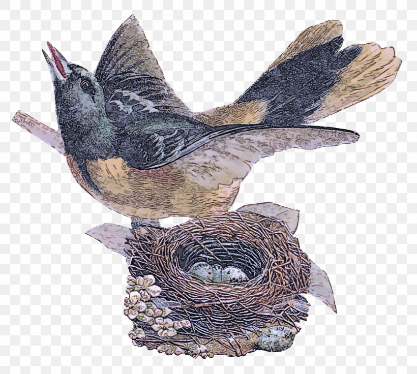 Feather, PNG, 1600x1437px, Birds, Beak, Biology, Bird Nest, Feather Download Free