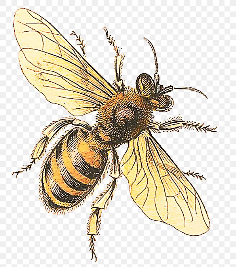 Honey Background, PNG, 800x929px, Bee, Art, Arthropod, Beehive, Beekeeping Download Free