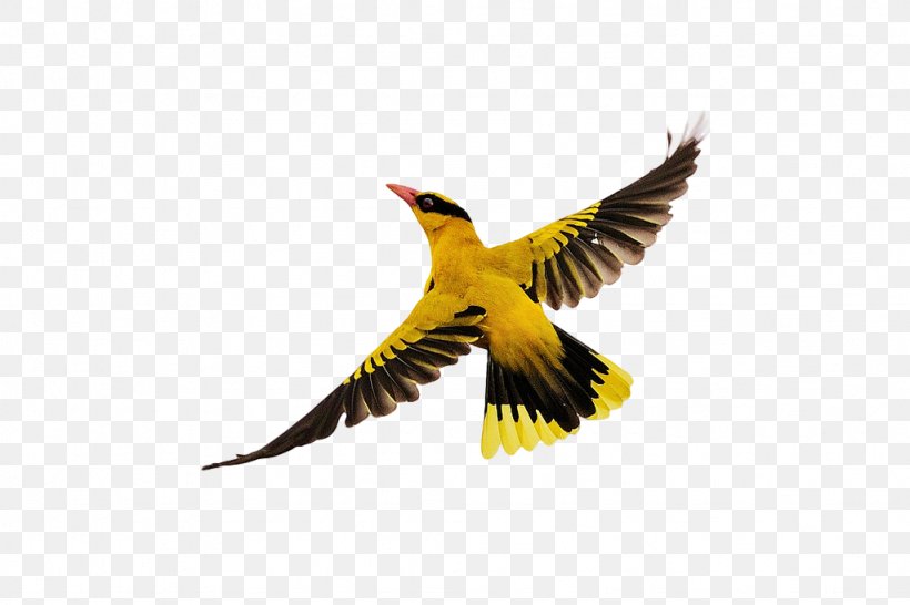 Bird Flight, PNG, 1024x683px, Bird, Beak, Dots Per Inch, Exif, Fauna Download Free