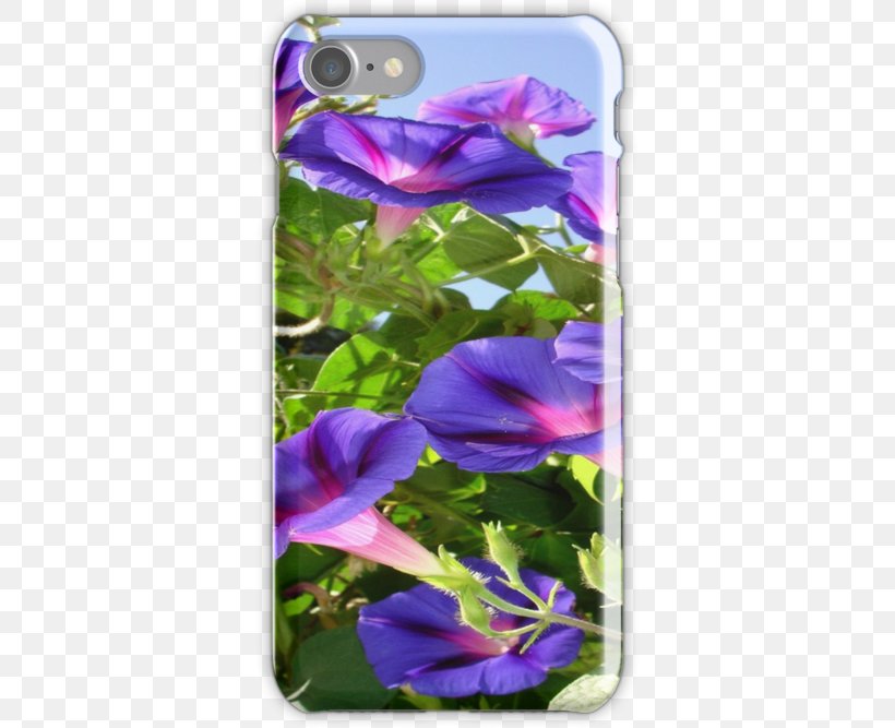 Pansy Morning Glory Common Morning-glory Plant Bellflower Family, PNG, 500x667px, Pansy, Anemone, Bellflower Family, Bellflowers, Common Morningglory Download Free