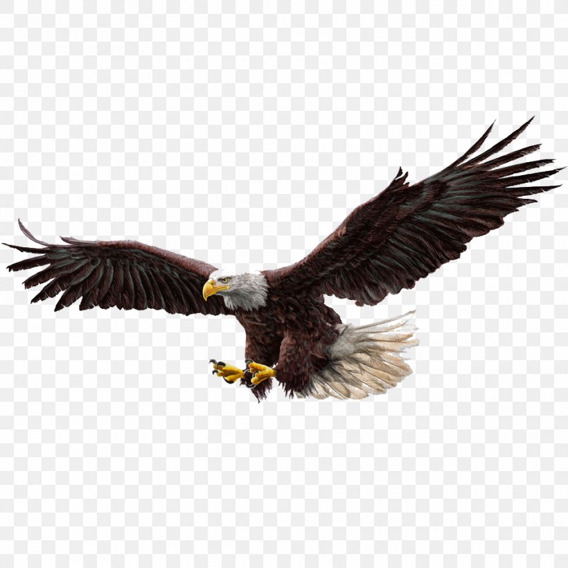 Pencil, PNG, 960x960px, Bald Eagle, Accipitridae, Beak, Bird, Bird Of Prey Download Free