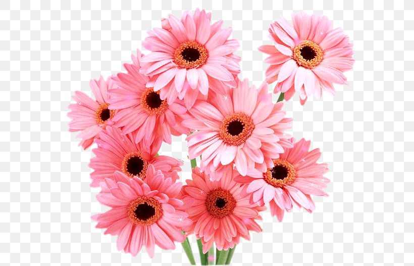 Transvaal Daisy Daisy Family Desktop Wallpaper Cut Flowers, PNG, 700x526px, Transvaal Daisy, Annual Plant, Artificial Flower, Chrysanths, Common Daisy Download Free