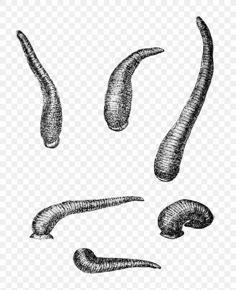 Worm Limnatis Nilotica Leech Wikipedia Hirudinidae, PNG, 1100x1350px, Worm, Annelid, Black And White, Blood, Drawing Download Free