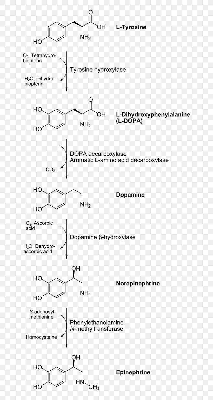 Catecholamine Norepinephrine Biosynthesis Dopamine Tyrosine, PNG, 676x1536px, Catecholamine, Adrenaline, Amino Acid, Area, Biosynthesis Download Free