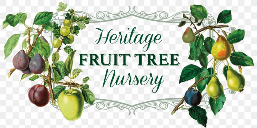 Fruit Tree Pepiniera Siclau Nursery, PNG, 1400x700px, Fruit, Apple, Common Plum, Food, Fruit Tree Download Free