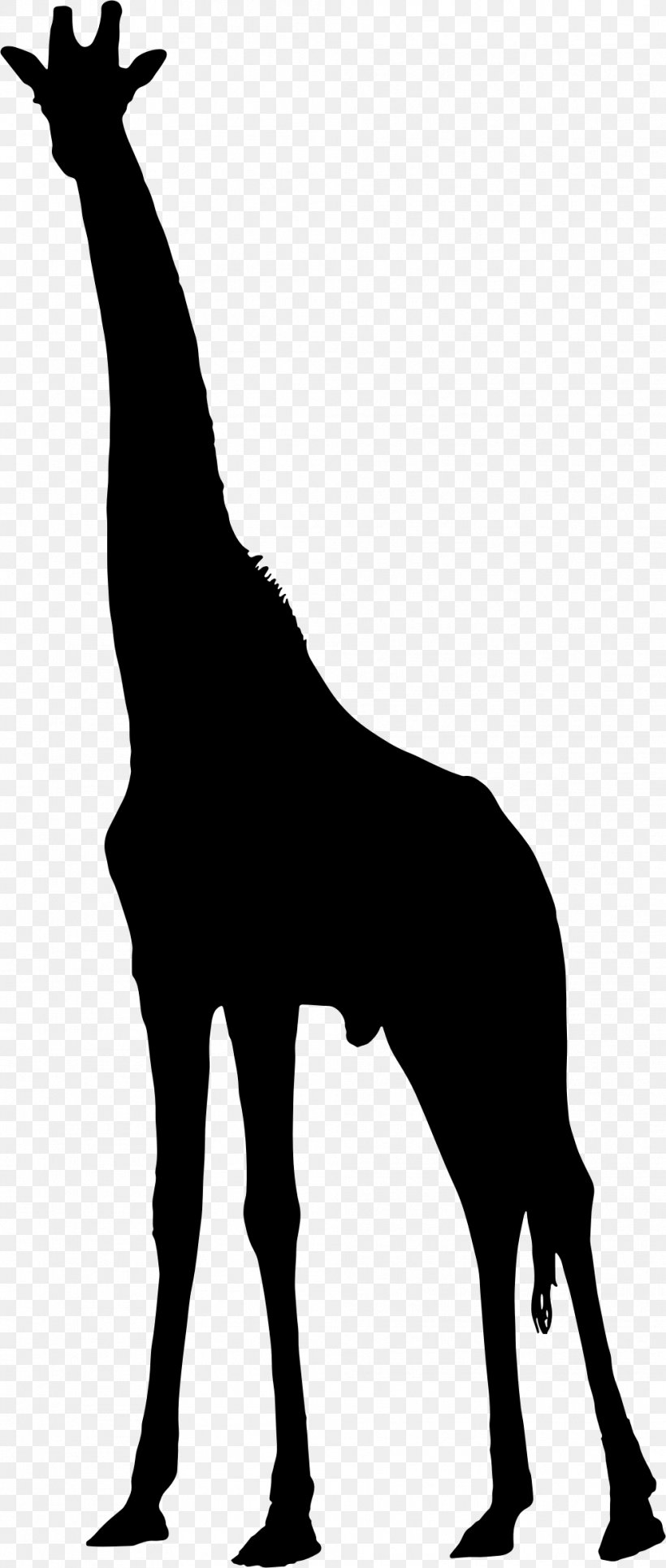 Silhouette Clip Art, PNG, 988x2326px, Silhouette, Black And White, Fauna, Giraffe, Giraffidae Download Free