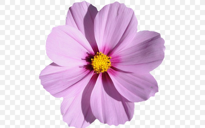 Grandma's Purple Flowers Photography, PNG, 512x512px, Flower, Annual Plant, Blue, Cosmos, Cut Flowers Download Free