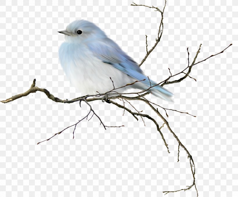 Mountain Bluebird Eastern Bluebird Western Bluebird Clip Art, PNG, 1204x999px, Bird, Art, Beak, Bee Hummingbird, Bird Of Prey Download Free