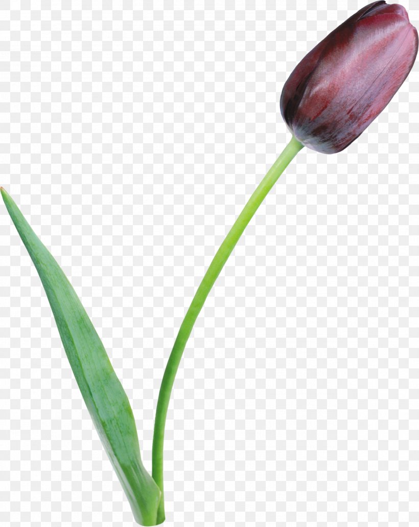 Tulipa Clusiana Flower Lilac Petal, PNG, 2546x3200px, Tulipa Clusiana, Blue, Bud, Chomikujpl, Color Download Free