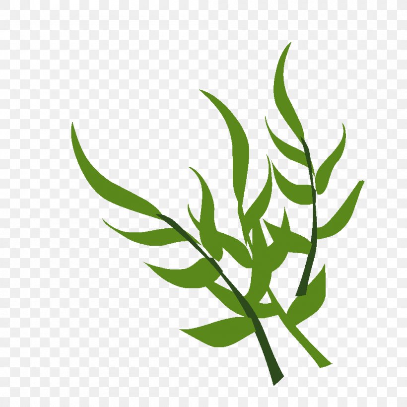 Leaf Grasses Plant Stem Tree Clip Art, PNG, 1000x1000px, Leaf, Family, Grass, Grass Family, Grasses Download Free