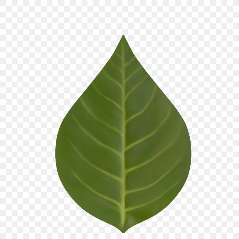 Leaf, PNG, 1024x1024px, Leaf, Green, Plant Download Free