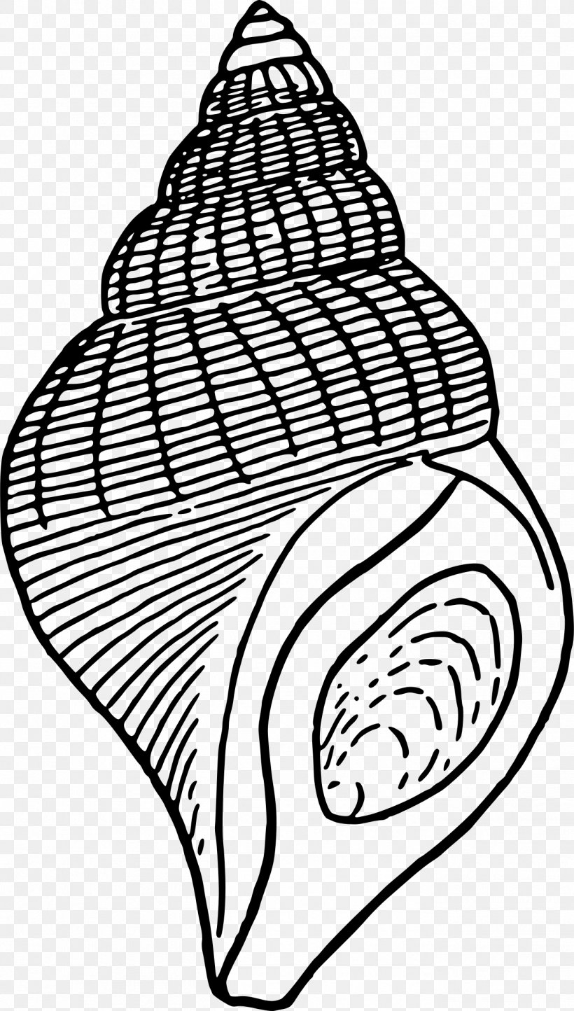 Seashell Drawing Clip Art, PNG, 1362x2400px, Seashell, Area, Artwork, Beach, Black And White Download Free