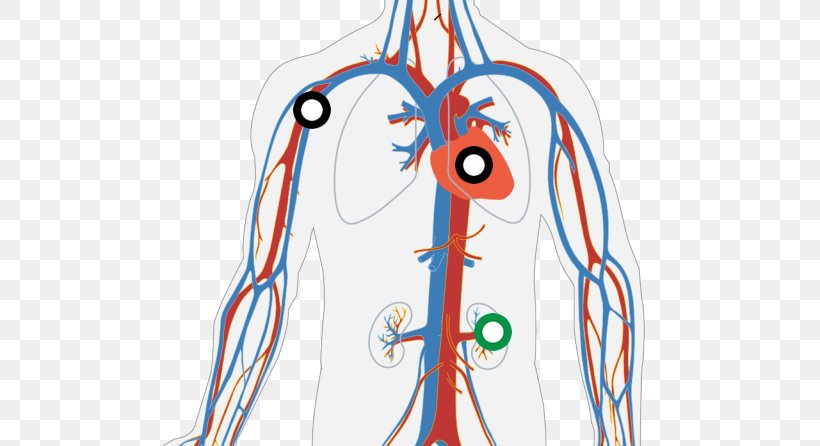 The Circulatory System Human Body Diagram Heart, PNG, 660x446px,  Watercolor, Cartoon, Flower, Frame, Heart Download Free