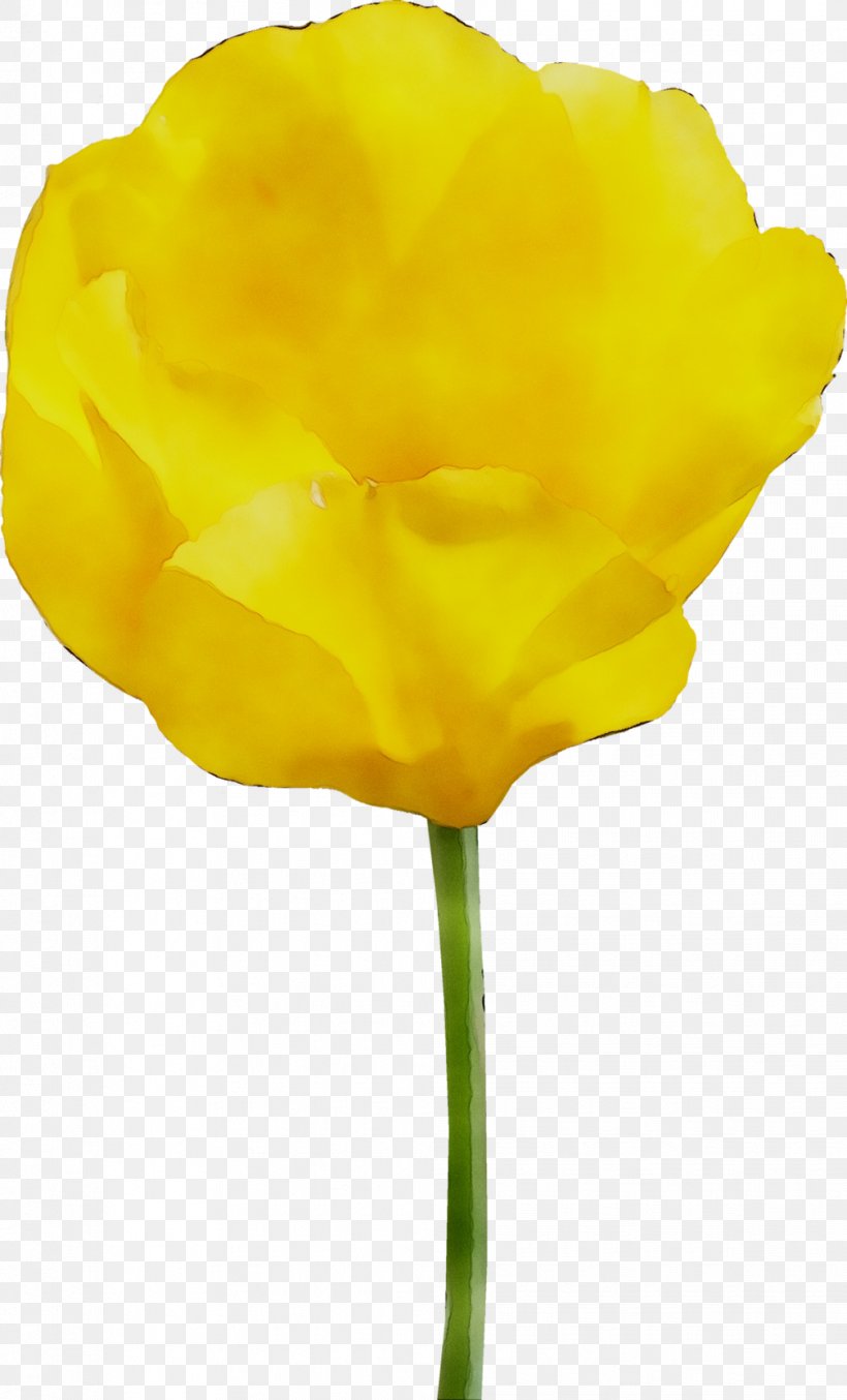 Tulip Yellow Cut Flowers Rose Family, PNG, 1008x1665px, Tulip, Botany, Cut Flowers, Flower, Flowering Plant Download Free