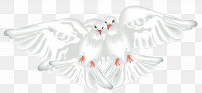 White Doves Transparent Clipart - Columbidae Ruddy Ground Dove Rock Dove Maddie Rooney PNG