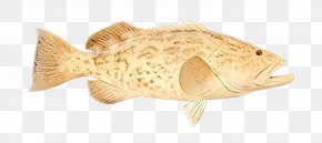Flounder Sole - Fish Fish Sole Flounder PNG