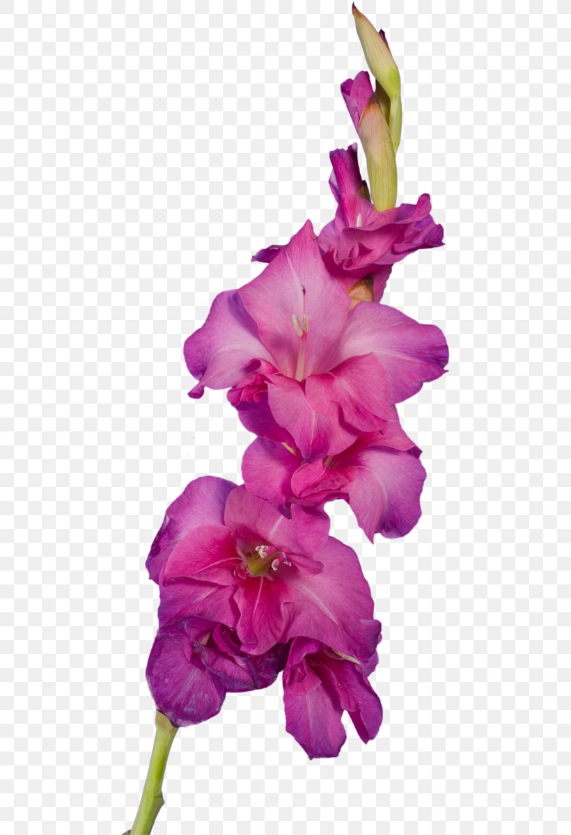 Gladiolus Cut Flowers Clip Art Petal, PNG, 473x1200px, Gladiolus, Cut Flowers, Flower, Flowering Plant, Iris Download Free