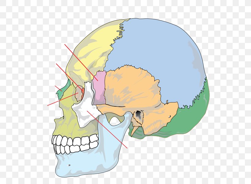 Skull Palatine Bone Anatomy Human Skeleton, PNG, 771x600px, Skull, Anatomy, Bone, Ethmoid Bone, Facial Skeleton Download Free