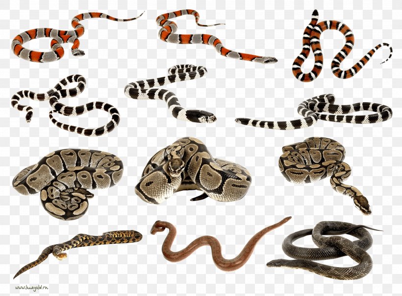 Snake Clip Art, PNG, 2584x1907px, Snake, Coral Snake, Fauna, Organism, Outdoor Shoe Download Free