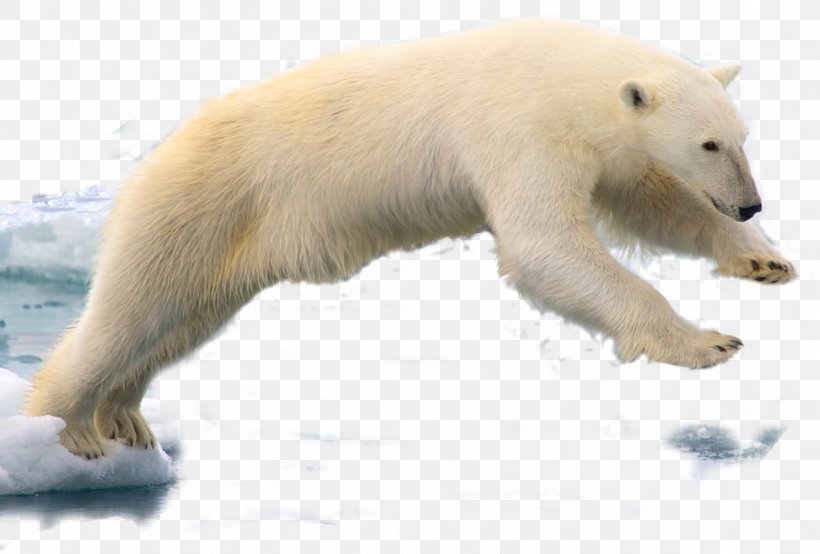Spitsbergen Polar Bear Walrus, PNG, 1368x925px, Spitsbergen, Animal, Arctic, Bear, Carnivoran Download Free