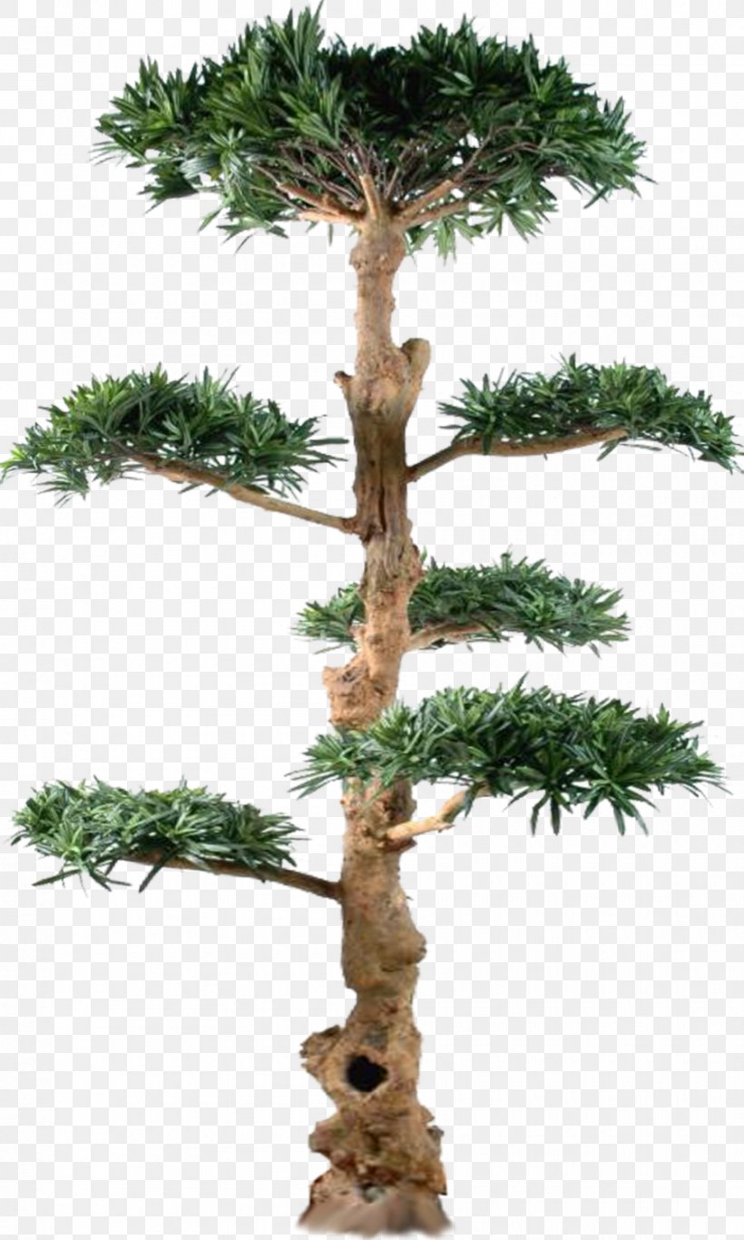 Tree Pine Bonsai Larch, PNG, 900x1500px, Tree, Bonsai, Branch, Conifer, Conifers Download Free