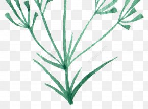 Twig Green Image Graphics Photograph PNG