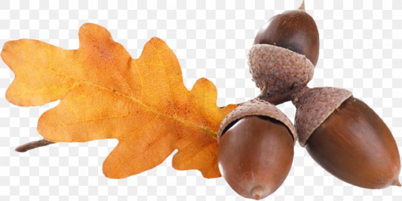 Acorn Oak Clip Art, PNG, 1500x753px, Acorn, Food, Fruit, Mast, Nut Download Free