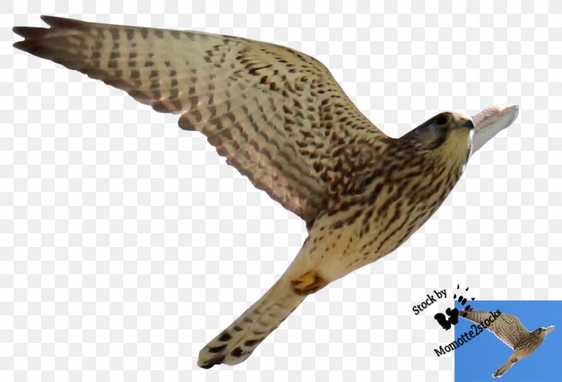 Bird Of Prey Hawk Buzzard Accipitriformes, PNG, 1012x688px, Bird, Accipitriformes, Animal, Beak, Bird Of Prey Download Free
