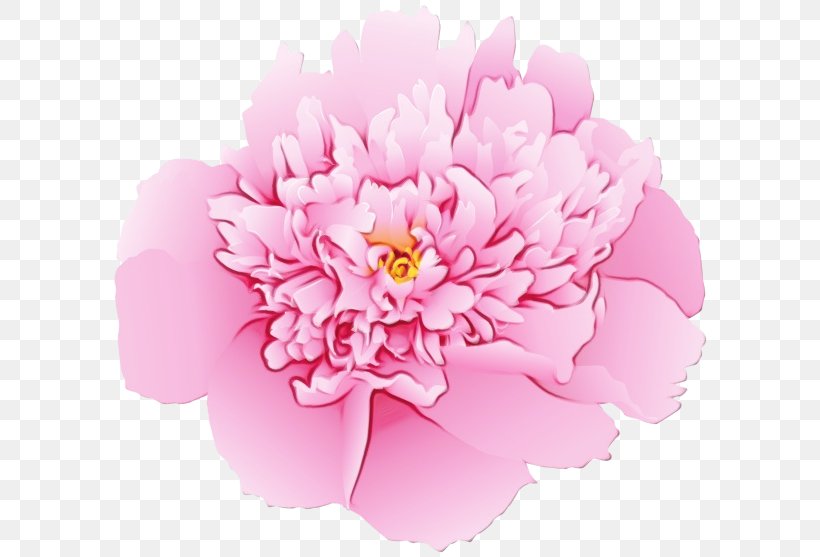 Flowers Background, PNG, 600x557px, Carnation, Chinese Peony, Common Peony, Cut Flowers, Floral Design Download Free