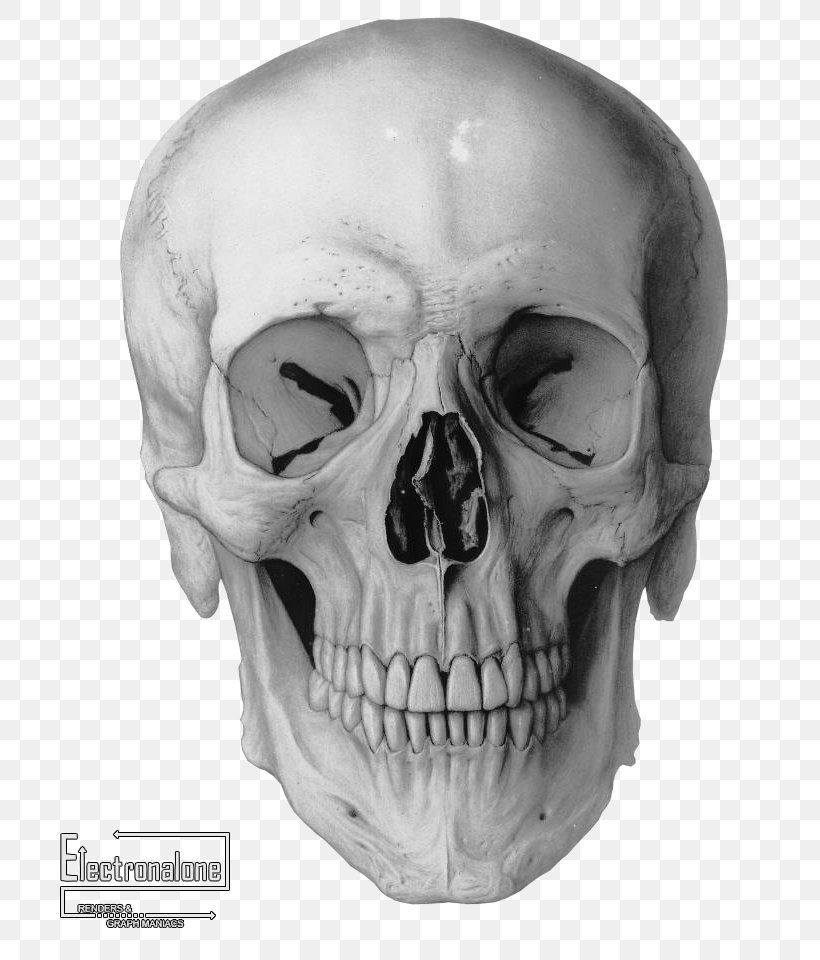 Human Skull Drawing Frontal Bone Homo Sapiens, PNG, 759x960px, Skull, Anatomy, Art, Bone, Drawing Download Free