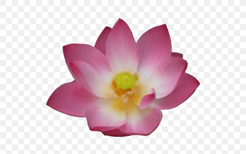 Nelumbo Nucifera Pink M Herbaceous Plant Lotus-m, PNG, 512x512px, Nelumbo Nucifera, Aquatic Plant, Flower, Flowering Plant, Herbaceous Plant Download Free