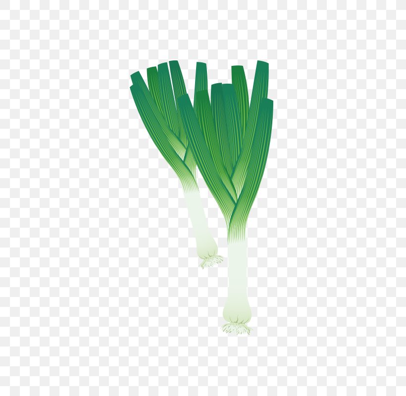 Vegetable Coloring Book Shallot Allium Fistulosum Drawing, PNG, 800x800px, Shallot, Allium Fistulosum, Android, Cartoon, Chives Download Free
