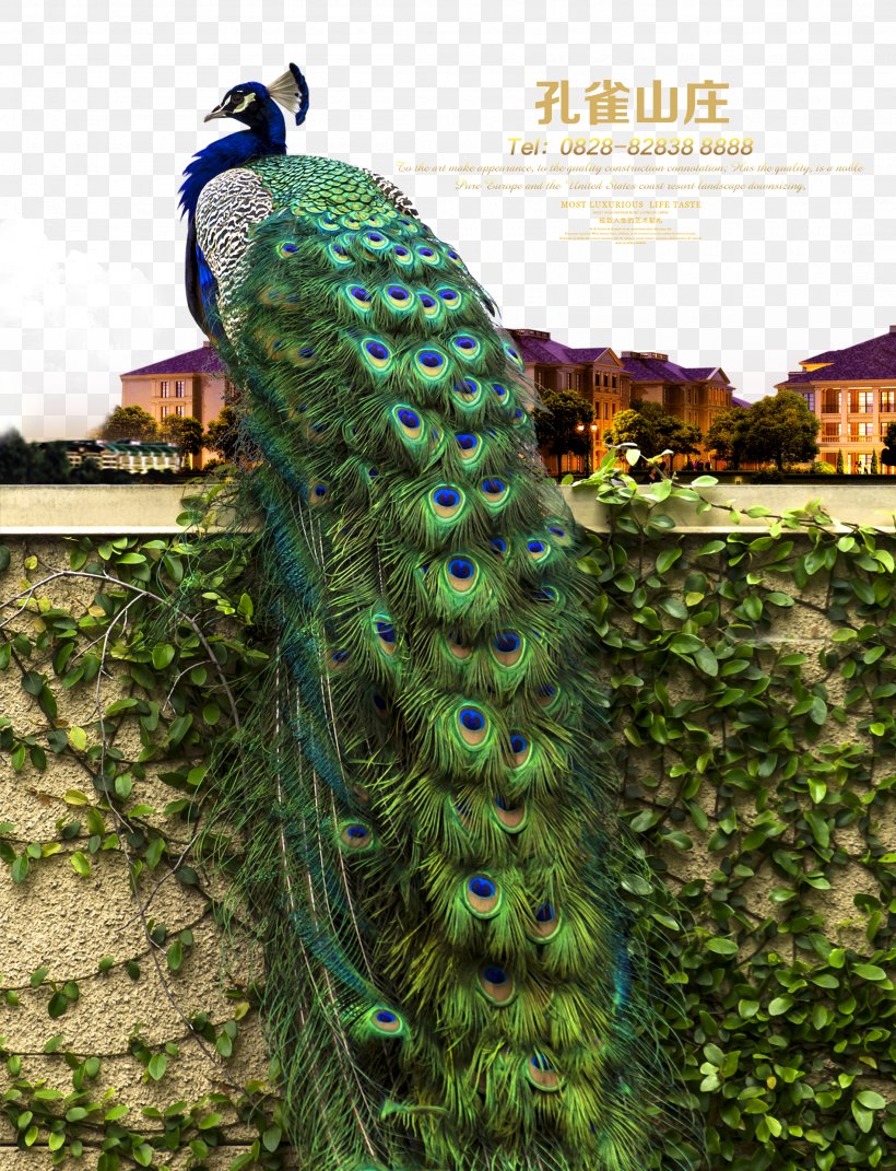 Advertising Poster Real Property Real Estate Peafowl, PNG, 2202x2877px, Peafowl, Aliexpress, Decal, Decorative Arts, Feather Download Free