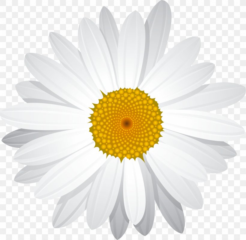 Common Daisy Clip Art, PNG, 1024x998px, Common Daisy, Art, Chamaemelum Nobile, Chamomile, Chrysanths Download Free