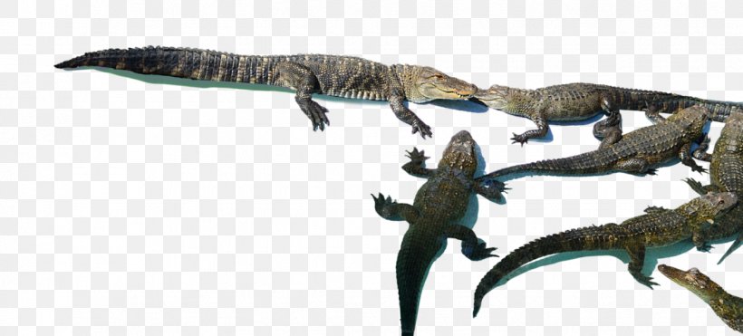 Crocodiles Velociraptor Tyrannosaurus Lizard Dinosaur, PNG, 1327x602px, Crocodiles, Animal, Animal Figure, Crocodilia, Dinosaur Download Free
