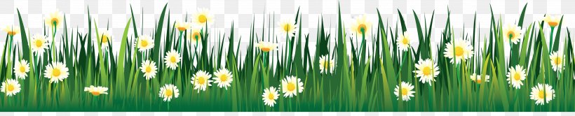 Flower Drawing Tulip Lawn Clip Art, PNG, 4923x1000px, Flower, Commodity, Daffodil, Drawing, Flower Garden Download Free