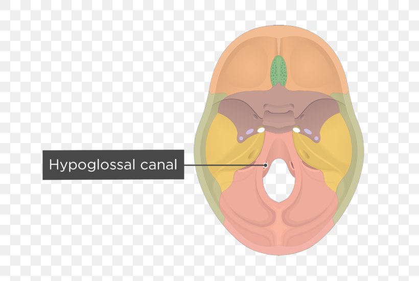 Hypoglossal Canal Occipital Bone Base Of Skull Foramen Magnum, PNG, 704x550px, Watercolor, Cartoon, Flower, Frame, Heart Download Free