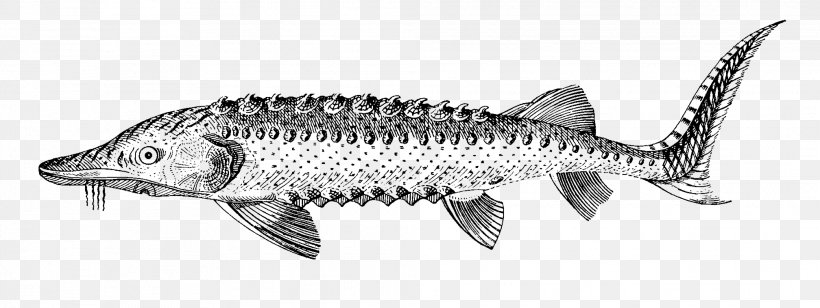 Mackerel Oily Fish Line Art White, PNG, 2016x759px, Mackerel, Animal Figure, Artwork, Black And White, Bony Fish Download Free