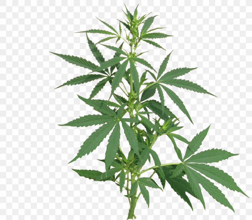 Medical Cannabis Cannabis Sativa Cannabis Cultivation Legality Of Cannabis, PNG, 1000x874px, Cannabis, Cannabidiol, Cannabis Cultivation, Cannabis Ruderalis, Cannabis Sativa Download Free