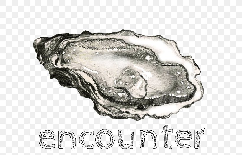 Oyster Bar Mussel Drawing Clam, PNG, 736x527px, Oyster, Animal Source Foods, Art, Black And White, Clam Download Free