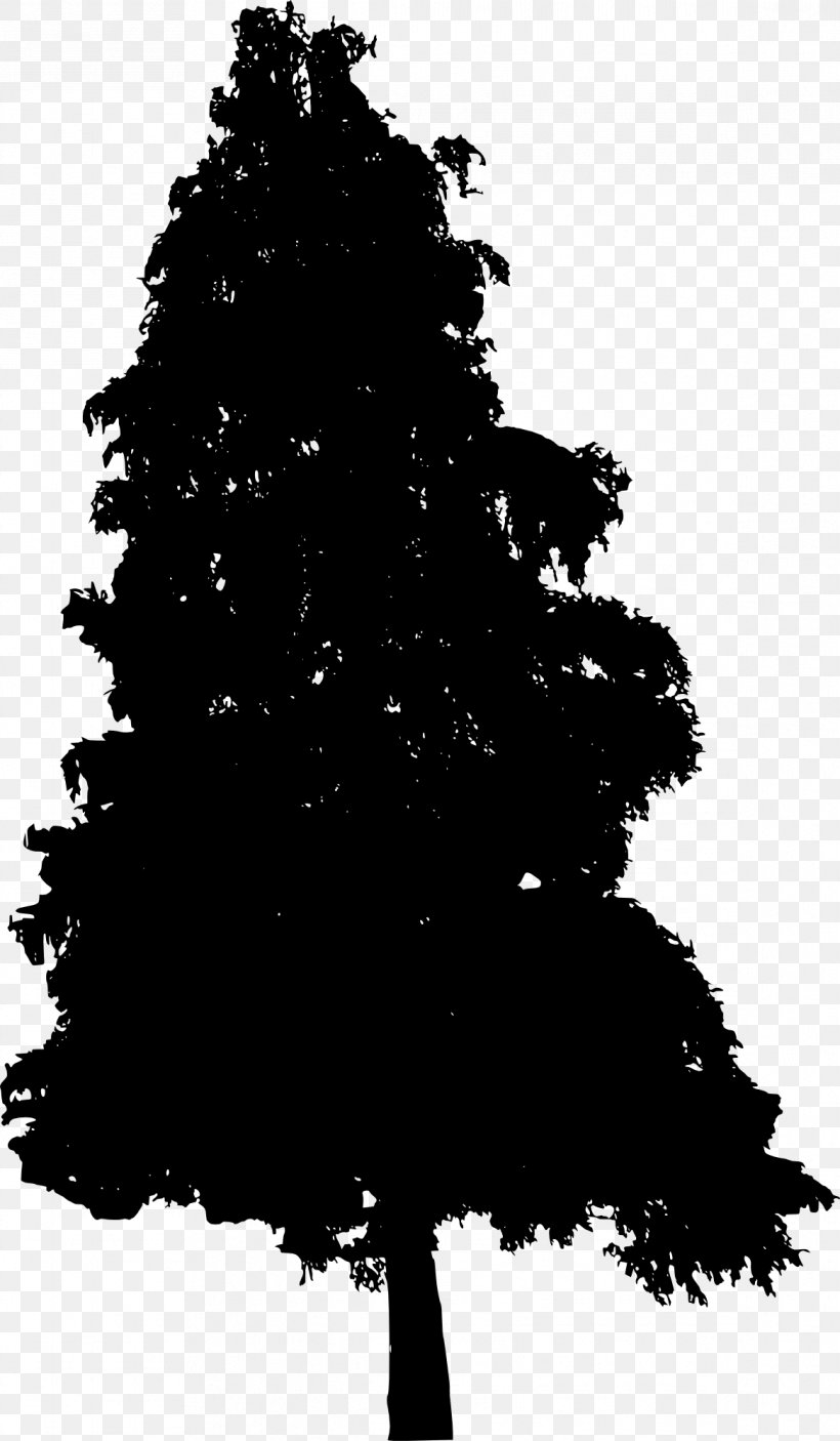 Pine Fir Spruce Tree Conifers, PNG, 1166x2000px, Pine, Black And White, Branch, Christmas Decoration, Christmas Tree Download Free