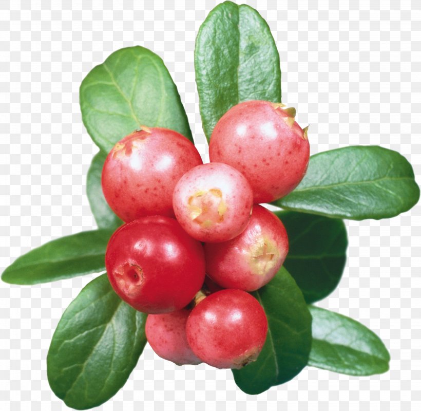 Rose Hip Extraction Powder Herb, PNG, 3070x2997px, Rose Hip, Acerola, Acerola Family, Anthocyanin, Arctostaphylos Download Free