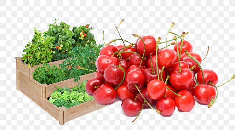Terrace Garden Raised-bed Gardening Fence, PNG, 1200x668px, Terrace Garden, Bed, Berry, Cherry, Cranberry Download Free